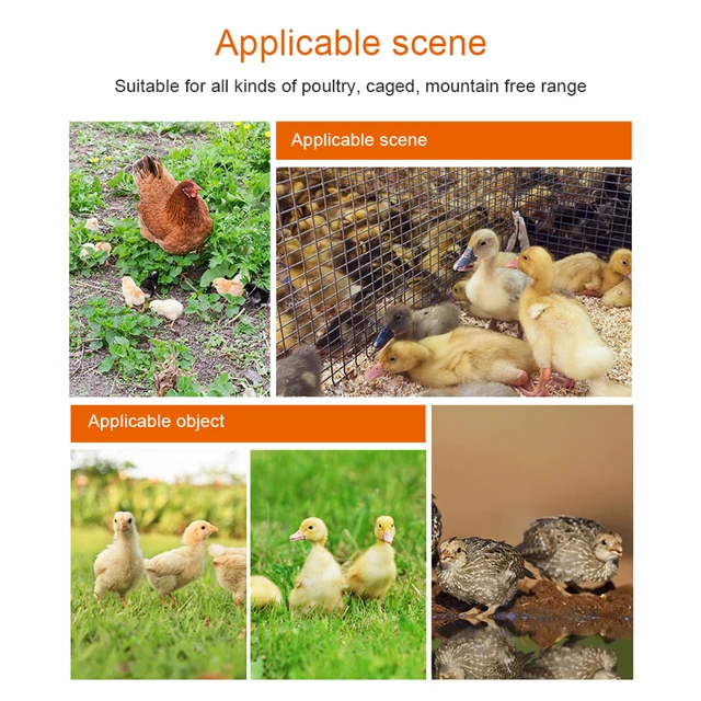 닭에게 필수적인 사료 및 수분 공급 장비: 닭 사료 공급 급수 용품