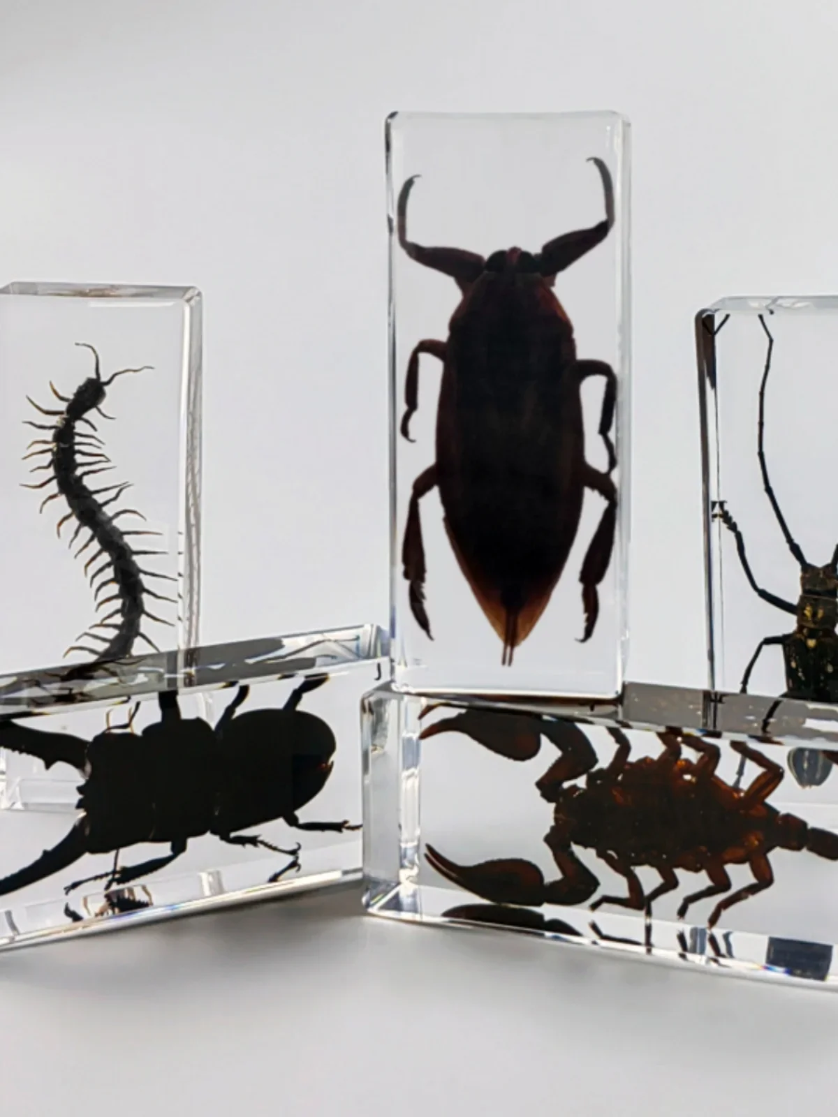1PC Real Insect Bug Specimen Taxidermia Clear Large Bug Epoxy Resin Stick Insect Insect Scorpion Specimen Craft Decoration 2