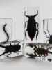 1PC Real Insect Bug Specimen Taxidermia Clear Large Bug Epoxy Resin Stick Insect Insect Scorpion Specimen Craft Decoration 2