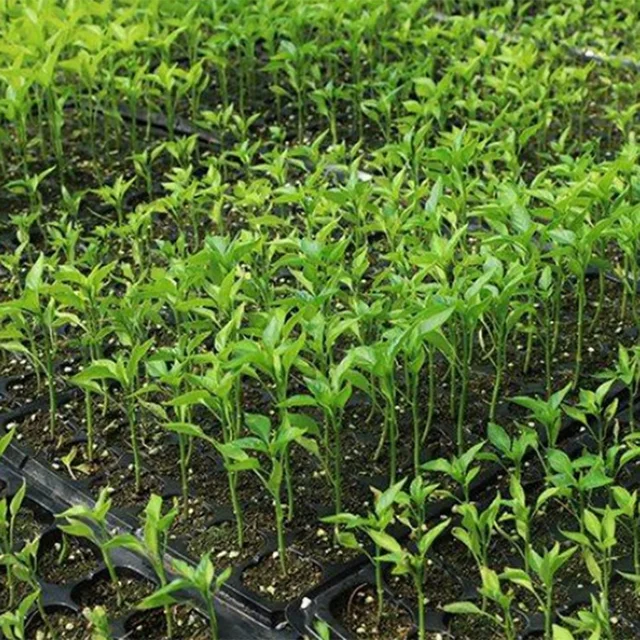 1 Set Indító Tálca Grow Könnyűállvány A Vetőmag Indulásához, Palánták Csírázása És Növények Terjedése - Image 5