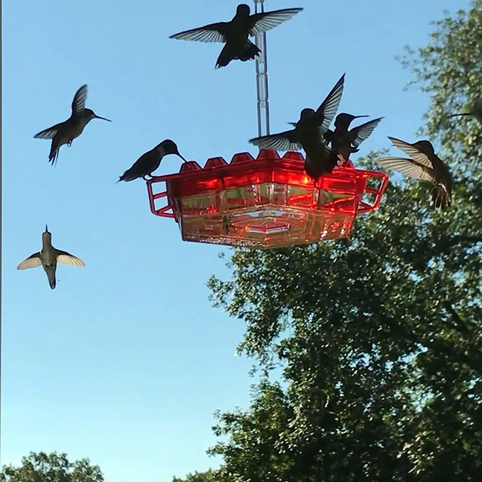 Summer Promotion 45% Off-hummingbird Feeders For Outdoors Hanging