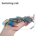 Swimming crab