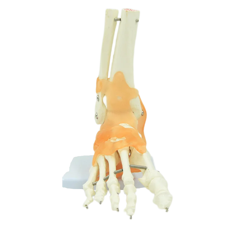 Human Joint Model Foot Include Ligaments Medical Science Life Size Ankle Anatomically Teaching Resource