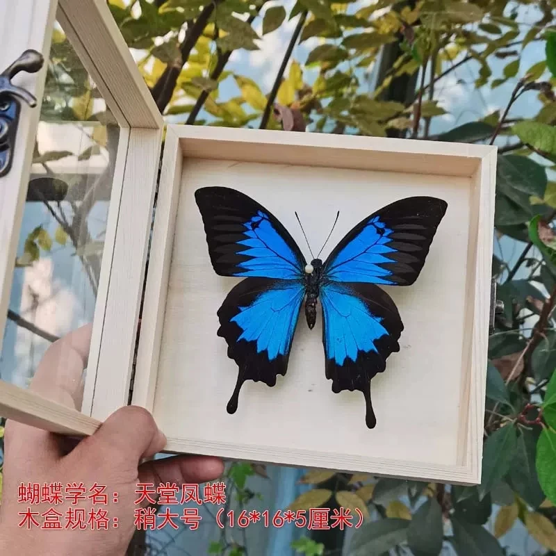 Real Butterfly Specimen,Frame,Butterfly Display Box,Set Up Stage for Children's Education,Popularization of Science,BirthdayGift 2