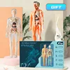 3D Human Torso Model Children's Anatomical Human Skeleton Organ Model Can Be Assembled DIY Human Organ Toys Educational Toys 1
