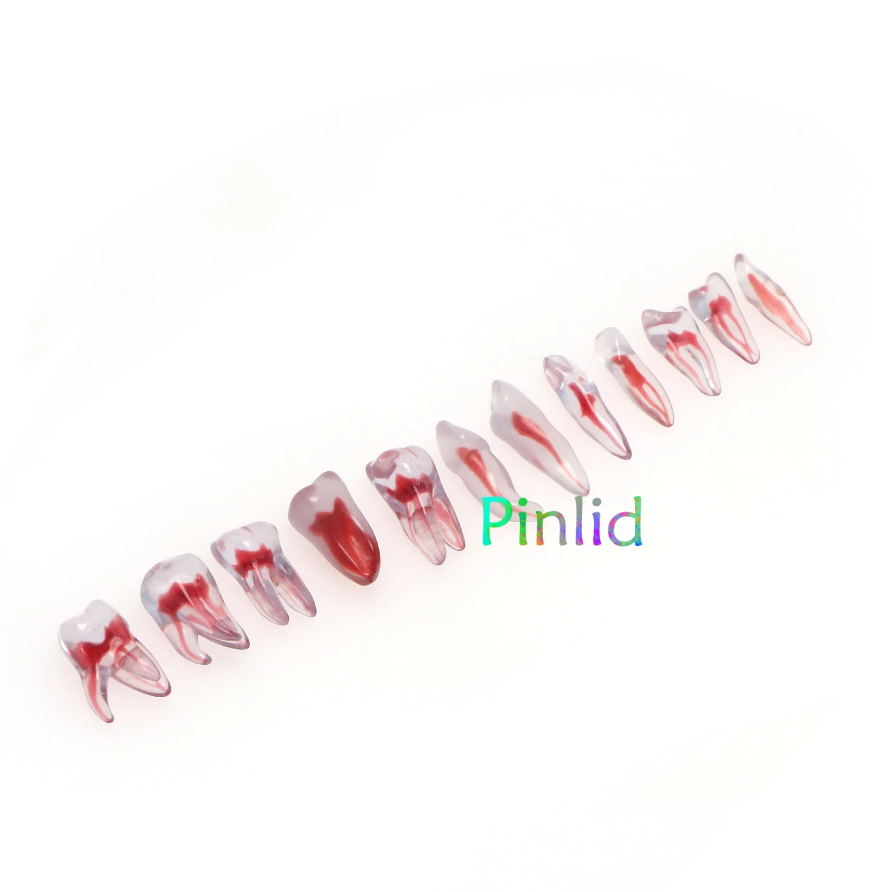 Dental RCT Endo Training Teeth Model 3D Curved Root Resin 12 Size 1:1 Endodontic Education Cavity 2