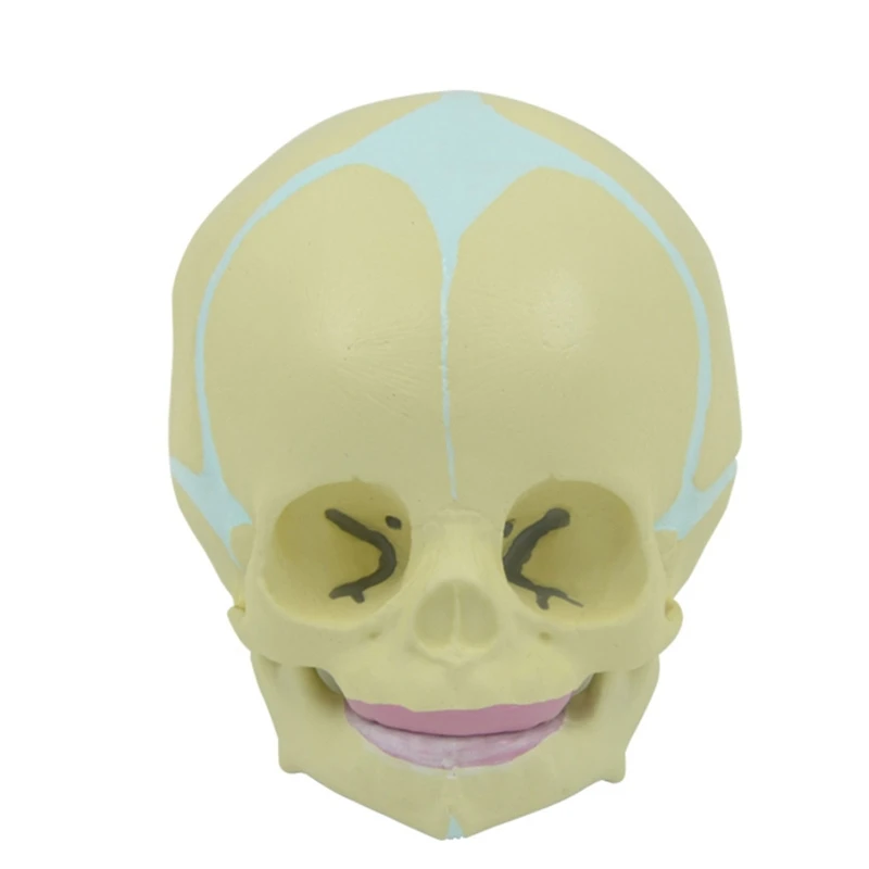 

30 Weeks Baby Skull Model Movable Lower Jaw Anatomical Baby for Head Model Life