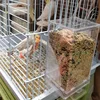 No Mess Bird Feeders Automatic Parrot Feeder Drinker Acrylic Seed Food Container Cage Accessories For Small And Medium Parakeets 3