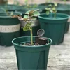 50 Pcs/pack Plants Fertilizer Basket for Flower Pot Osmocote Bonsai Orchid 4