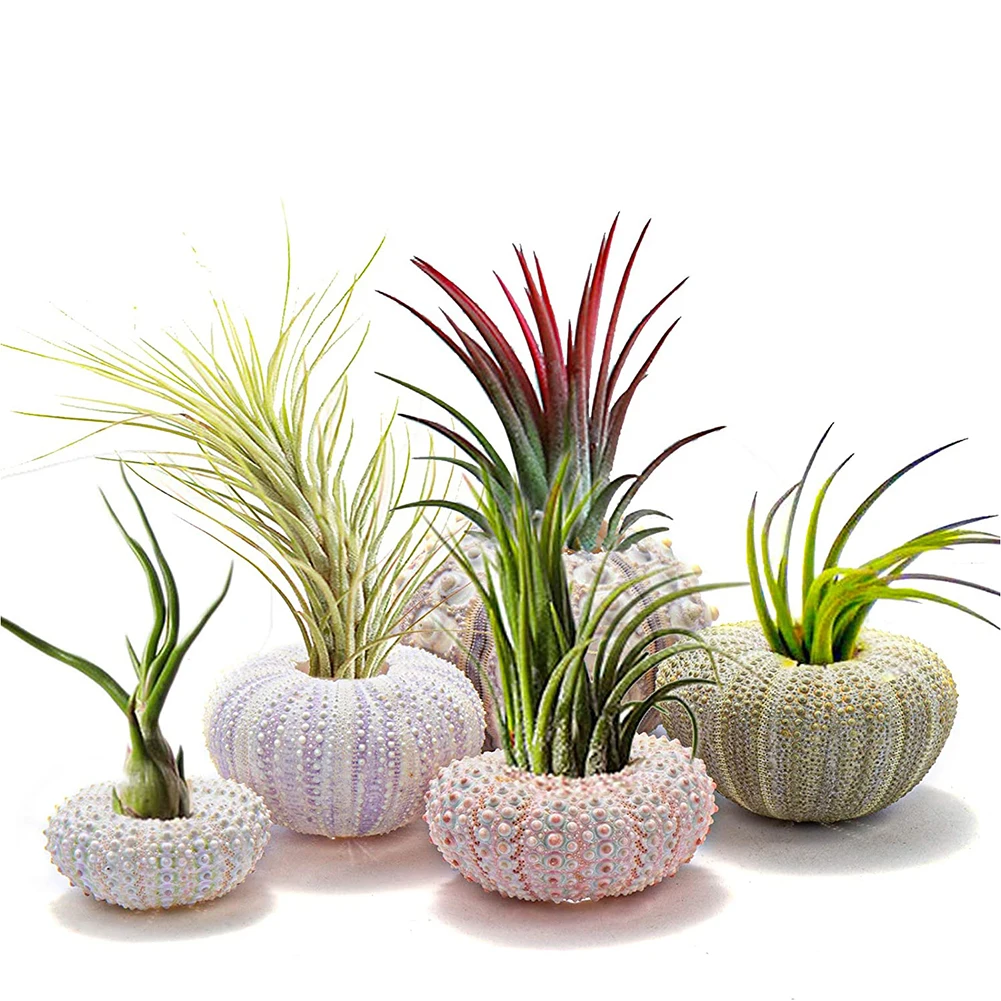 Natural Shells Conch Coquillage Sea Urchin Air Pineapple Aquarium Home Marine Beach Decoration Bonsai Mediterranean Seashells Natural Shell Ornaments