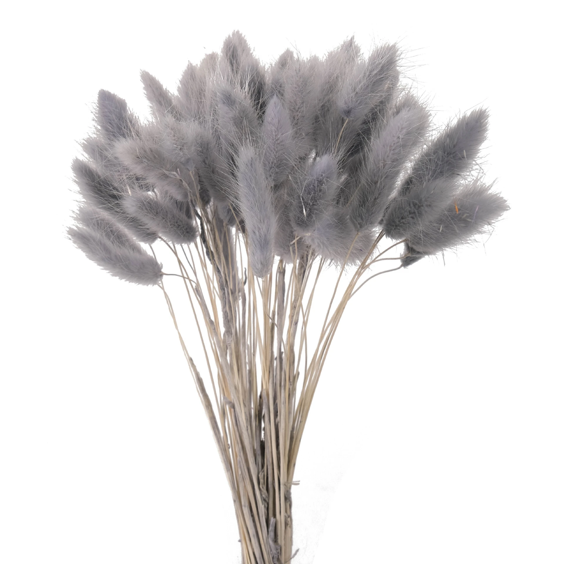 Lagurus Ovatus – 50 Steli Di Fiori Secchi Naturali Di Coda Di Coniglio, Tinti Rosa, Lunghezza 40-50cm, Per Decorazioni E Matrimoni