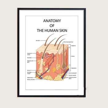 Anatomia Dissezione Pelle Grafico Poster Vasi Dettagli Pittura su tela Stampe Immagini di arte della parete per l'educazione medica Decorazioni per la casa