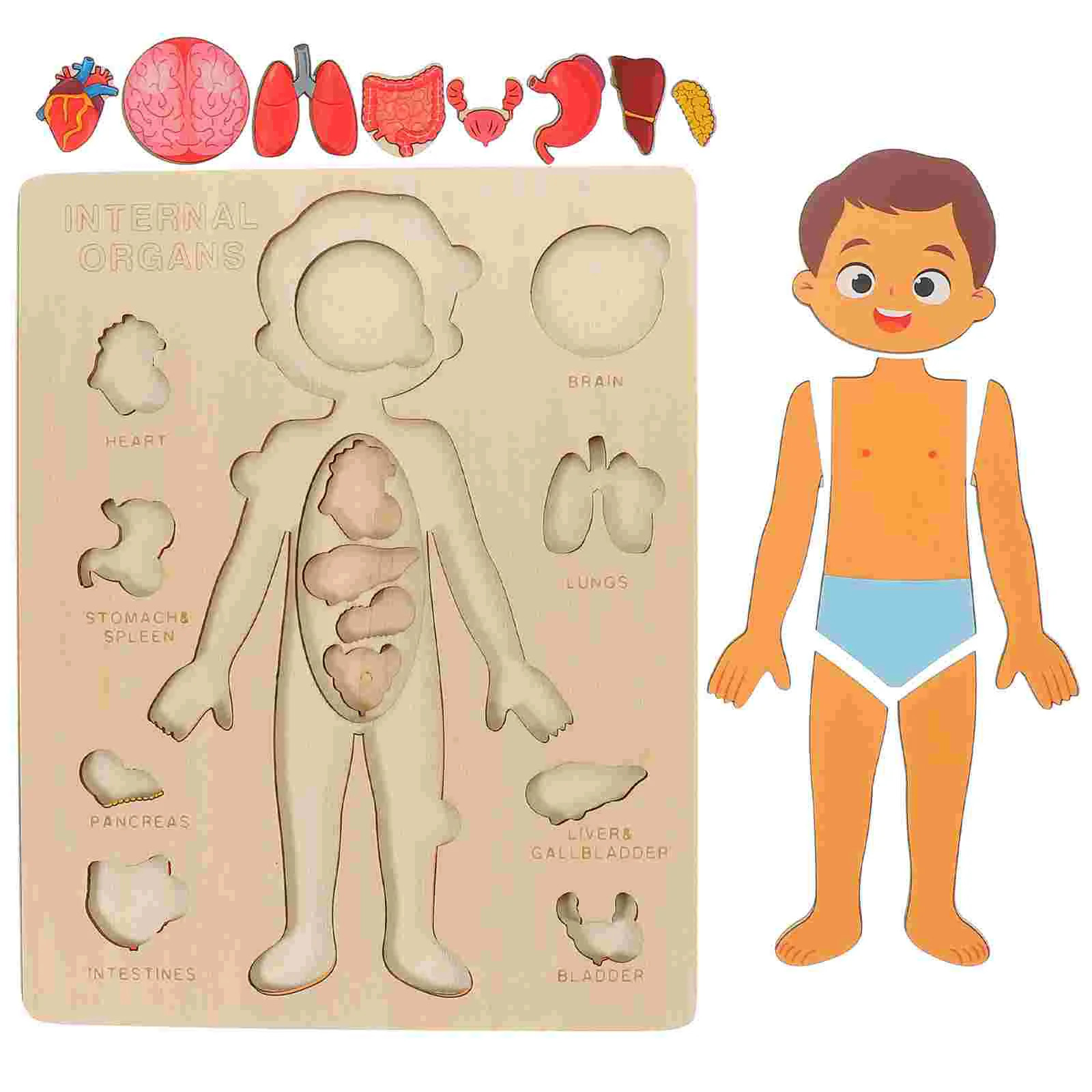 

Kids Gifts Human Body Model Children Recognition Toy Safety Wood Organs Learning
