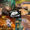 2PcsUVB Reptiles Light Lamp Bulb Test Card Amphibious Pet UVB UV Test Card Reptiles Life Detection Test Card Reptile Accessories 6