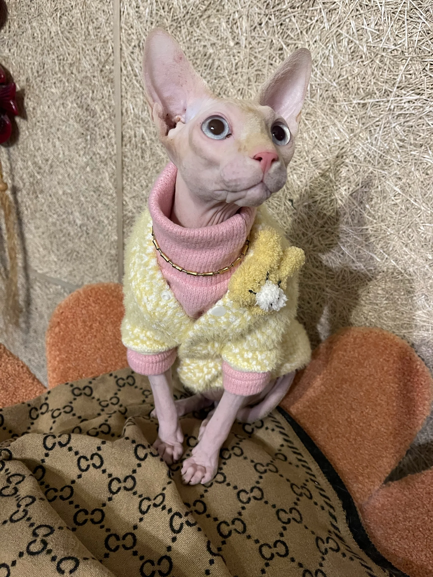 Fur Coats for Cats | Cat Winter Coat, Sphynx Cat Clothes One Hole