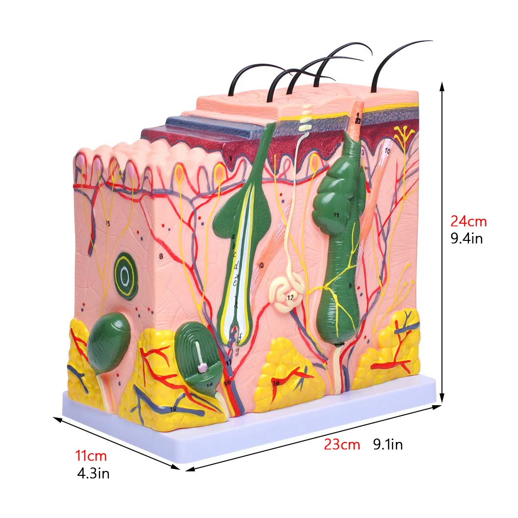 Skin Anatomy Model