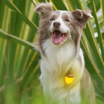 Dog Walking Light Waterproof Dog Collars Dog Lights Sturdy Rechargeable Collar Light Walking Light For Nighttime Running Biking 2