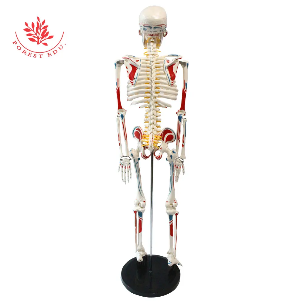 Human Anatomy Model For Sale Medical Whole Body Painted Muscle Points