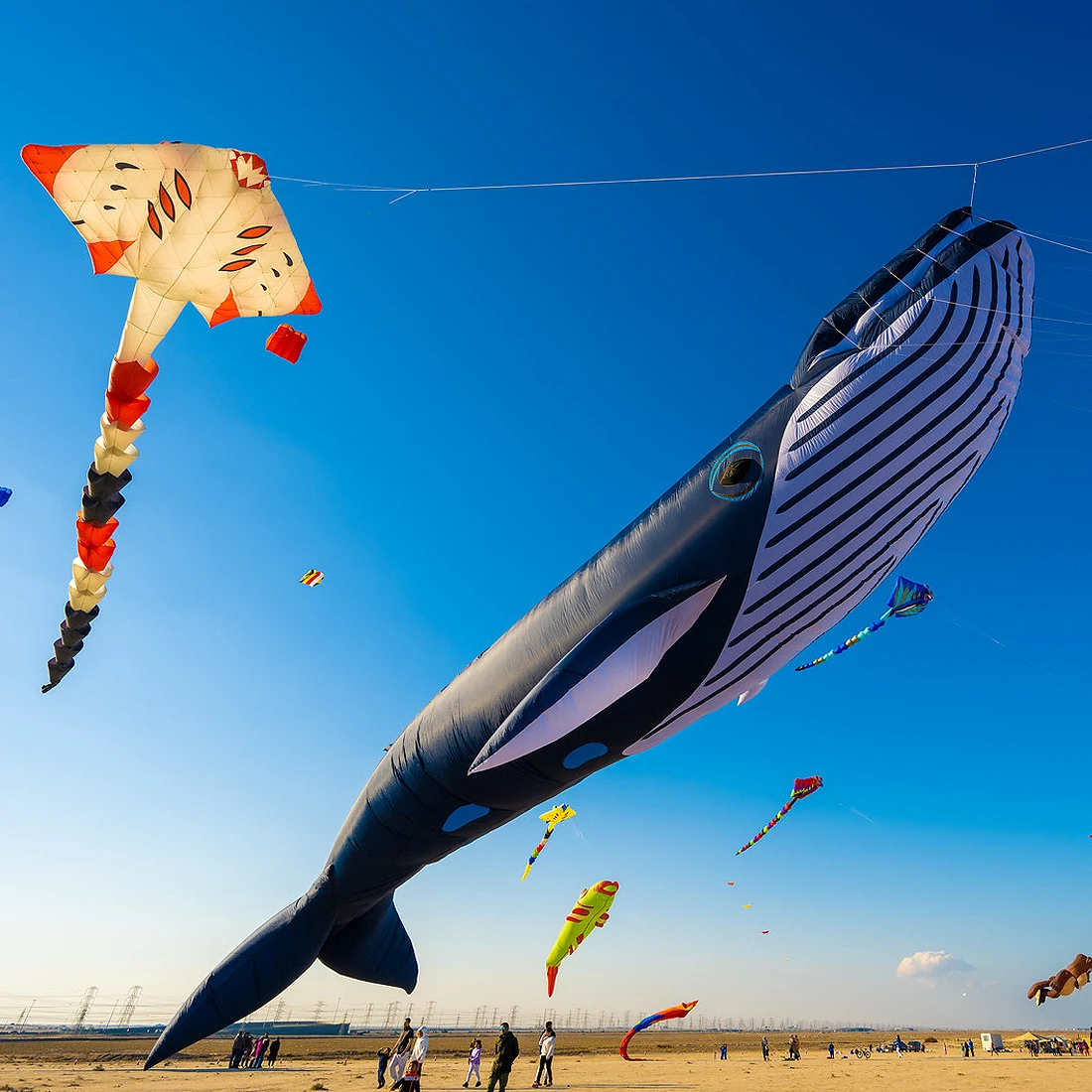 30D 9M Inflatable Whale Soft Kite Adult Giant Kite Beach Show Nylon Kites Tearproof and Easy To Fly Laundry Pendant Kite 3