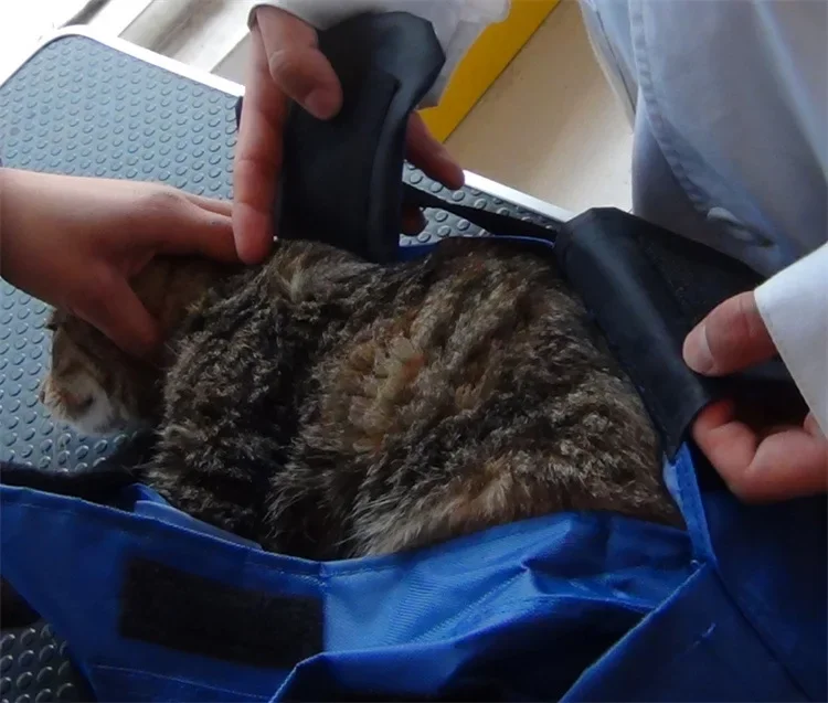 Title 24, New Pet outing bag, portable foldable cat backp...
