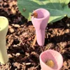 Bee Insect Drinking Cup Colorful Resin 5 Flower Beekeeping Drinking Fountain Cup Bee Drinker Cup Garden Feeding Drinker Decor 5