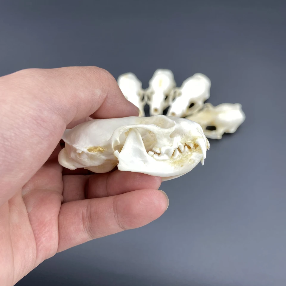 2/5/10 個本物のミンクの頭蓋骨、高級動物標本、ギフト サイズ 7