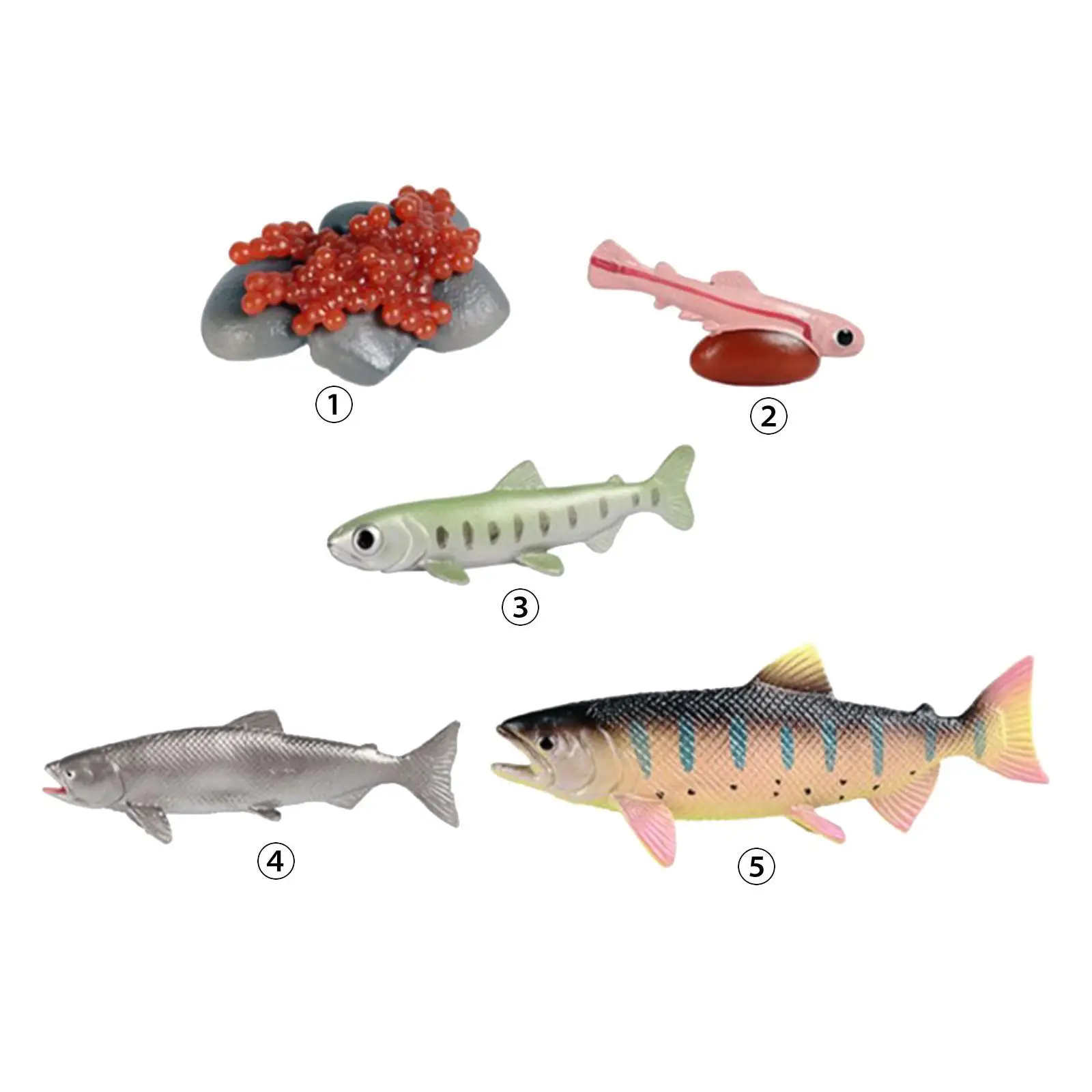 Life Cycle of Salmon Toys Realistic Teaching Props Cognitive Science Montessori Toys Educational Presentations Preschool Daycare