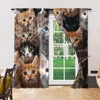2 pcs, versatile polyester transparent curtains for home decoration Cute Cats for use in bedrooms and living rooms 6