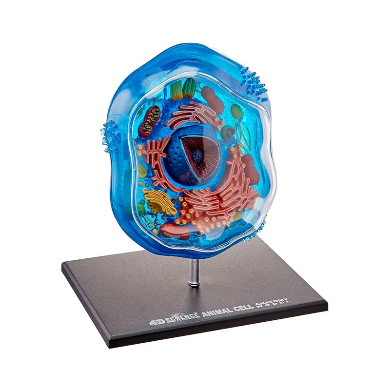 4D Animal Cell Model 1