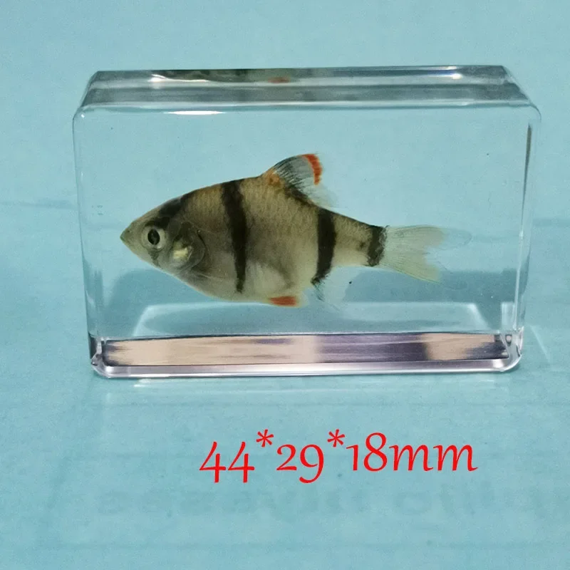Fish Specimens Built In Epoxy Resin for Home Decoration Butterfly Specimen