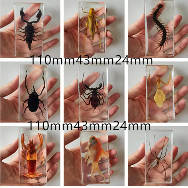 

Resin insect specimen Crafts Centipede spider beetle scorpion Sea crab Shrimp roe Biological sample boy gift