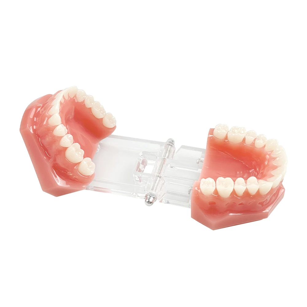 치과 고품질 28개 치아 표준 레진 모델 M7003 구강 연습 모델 치과 교육 및 훈련 도구