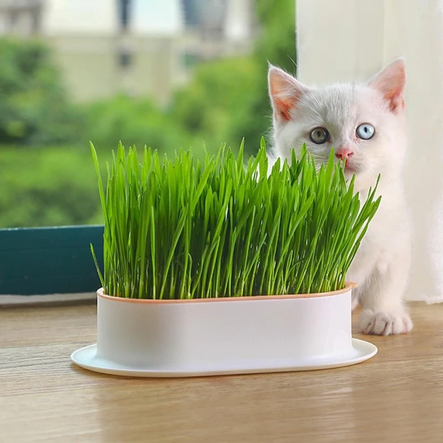Bac hydroponique pour herbe à chat