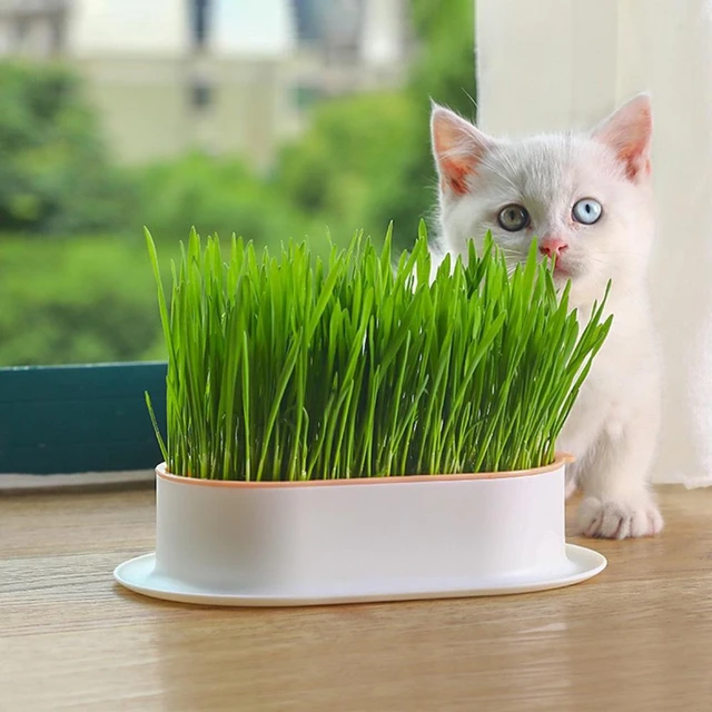 Boîte de culture hydroponique à bord lisse pour animaux de