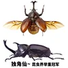 29pcs Real Beetle Wild Insect Animals Specimen Unicorn Beetle Steampunk Education Collection Kid 2
