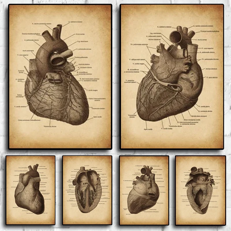 p-steres-anatomia-do-cora-o-humano-pintura-em-lona-retro-impress-o-art