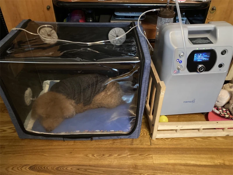 Gabbia Per Ossigenoterapia E Aerosol Per Cani E Gatti - Trasparente E Pieghevole - Foto 13