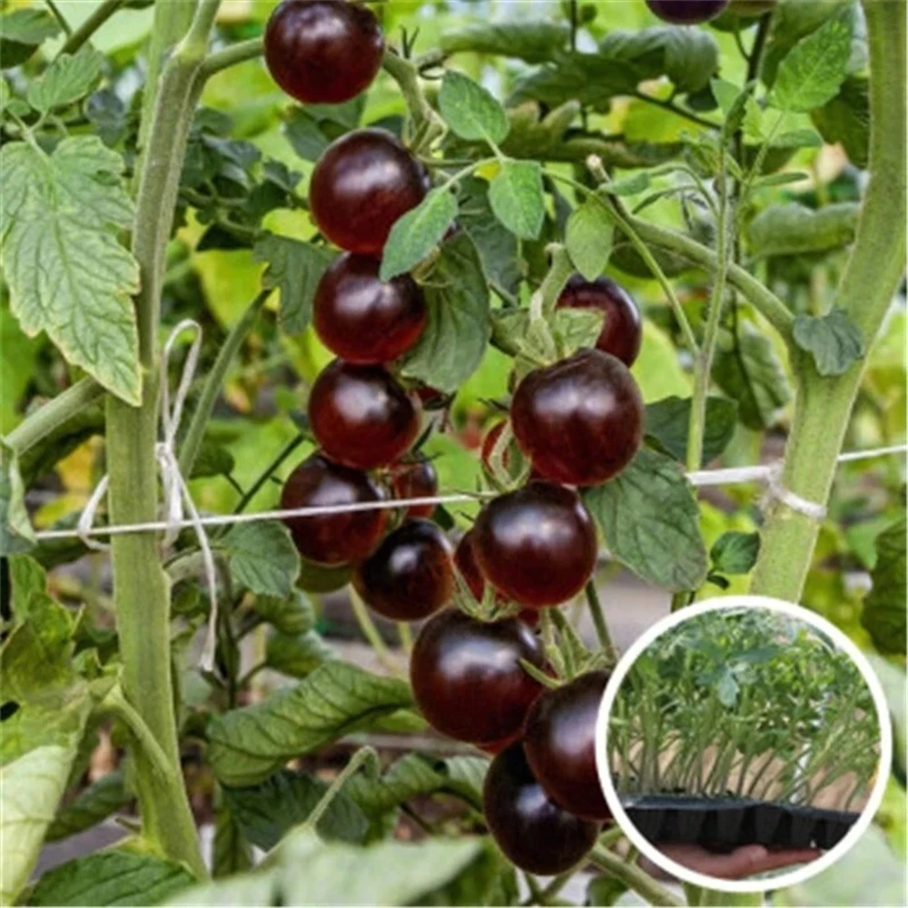 Sideboard Furniture For Fruits Vegetales Grape Plant