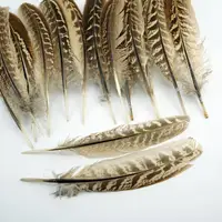 15-18cm Natural Pheasant Feathers 4