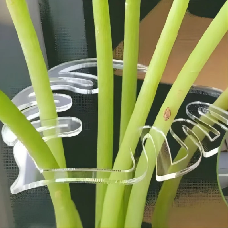 Turtle Shell Bamboo Clamp Set Monstera Grapple Plant Monstera Plant Support Keeps Plants Tame Growing Vertical