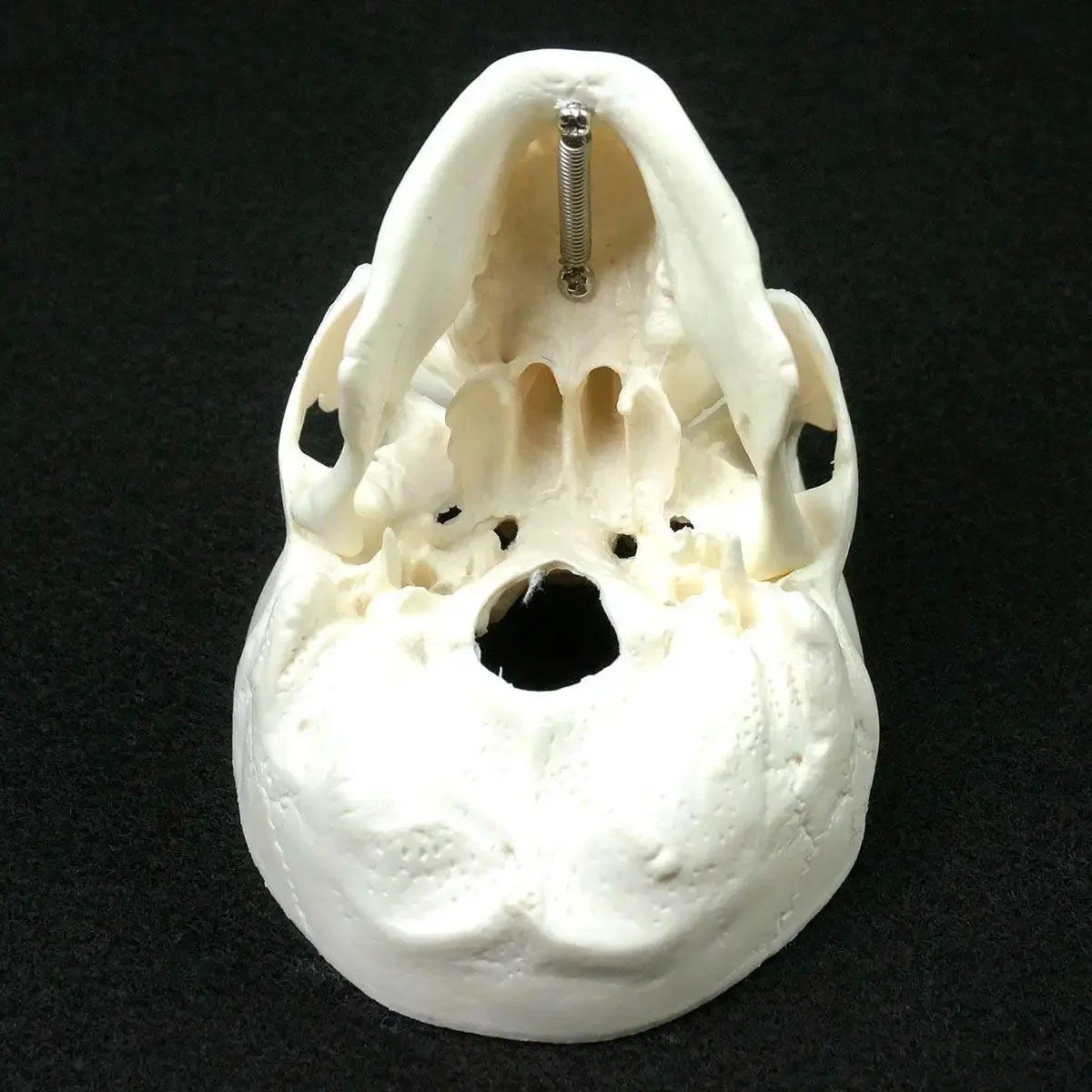 Human Anatomical Model Medicine Skull Head Studying Anatomy Teaching Supplies Skull Model human skull model