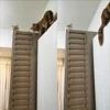 Cat Climbing Shelves Wall Mounted Kitty Nest & Perch Scratching Rope For Cat Claws Cat Scraper Furniture Cat Tree 4