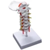 Cervical Vertebra Arteria Spine Spinal Nerves Anatomical Model Anatomy for Science Classroom Study Display Teaching Model 1