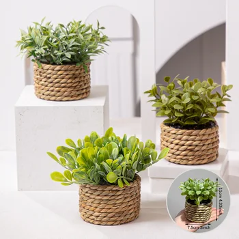 Mini Potted Eucalyptus Plant 1