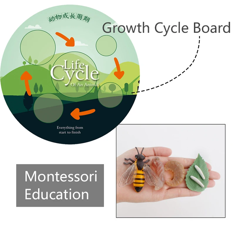 Children Simulation Biology Model Toys Animal Plant Life Growth Cycle Montessori Educational Learning Toy For Kids Teaching Aids 2