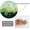 Children Simulation Biology Model Toys Animal Plant Life Growth Cycle Montessori Educational Learning Toy For Kids Teaching Aids 2