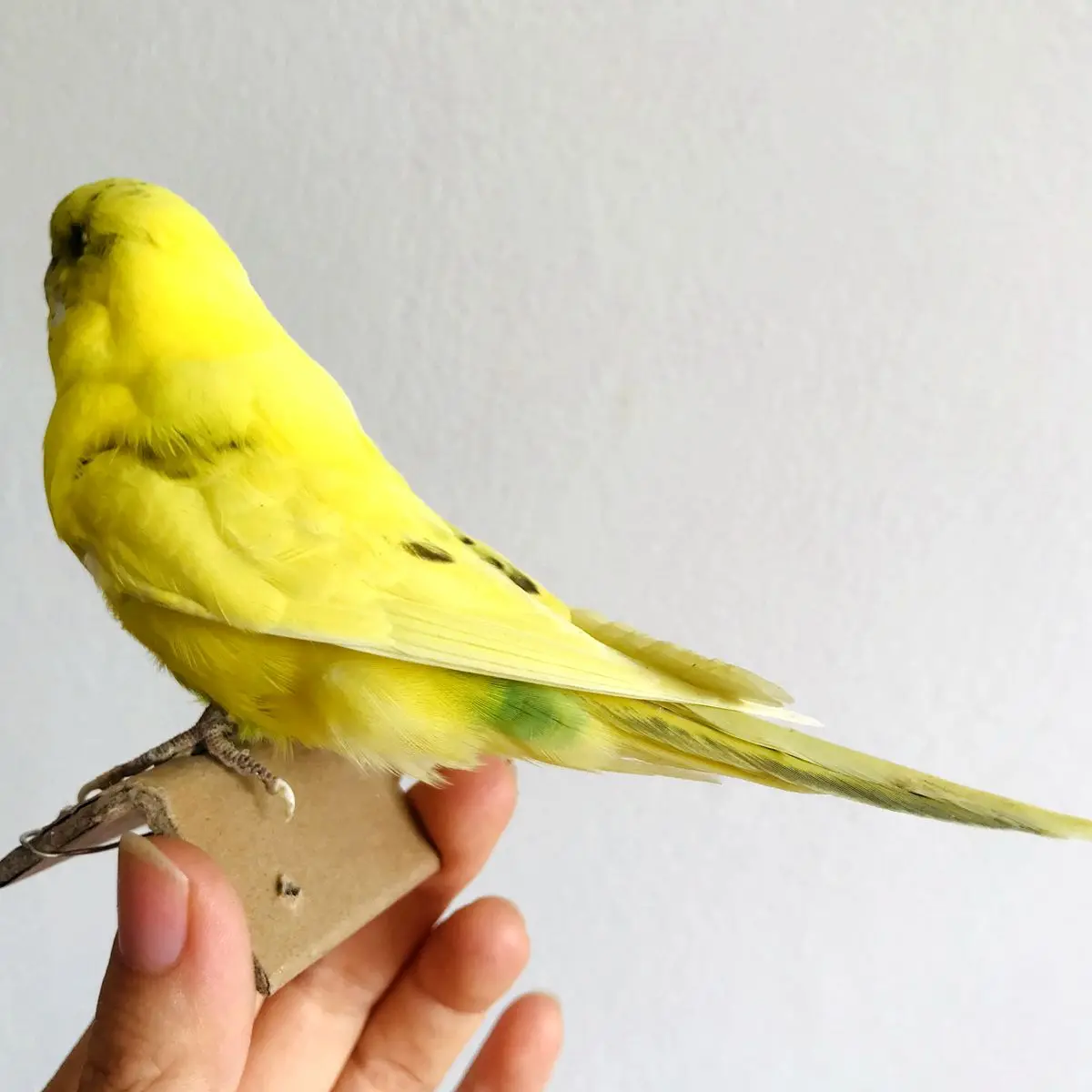 Taxidermy stuffing Eurasian yellow colour Melopsittacus undulatus / Budgerigar Budgie Parrot specimen Teaching / Decoration & 4