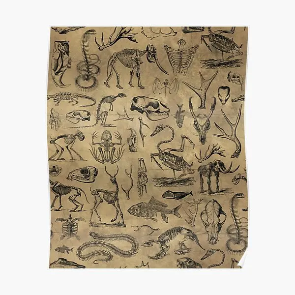 

Винтажная животная кости узор биология V постер забавная комната Искусство Настенная живопись Декор Картина роспись дома винтажная без рамки