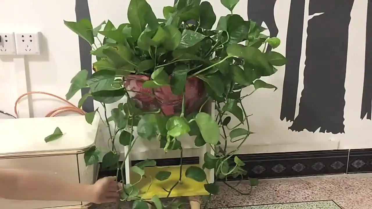 10 шт. зажимы для настенного крепления скалолазания фиксатор лозы из ротанга