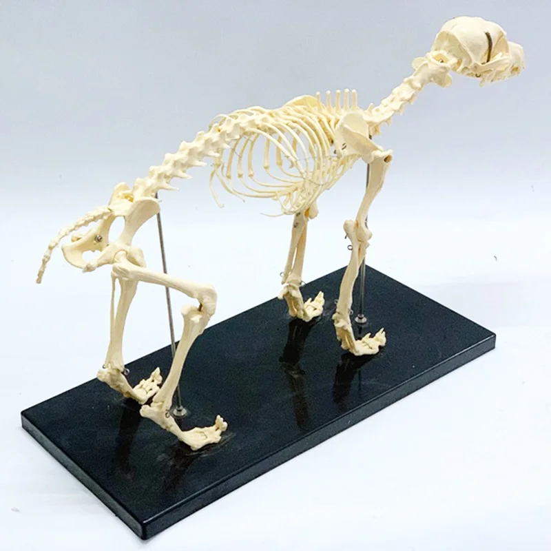 Dog Skeleton Anatomy